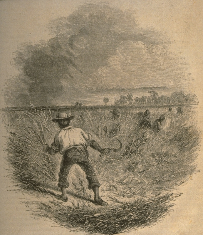 1859 engraving showing enslaved men and women harvesting rice with sickles in a South Carolina field